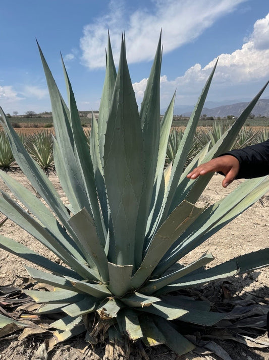 Mezcal is one of the last great hand crafted spirits out there..