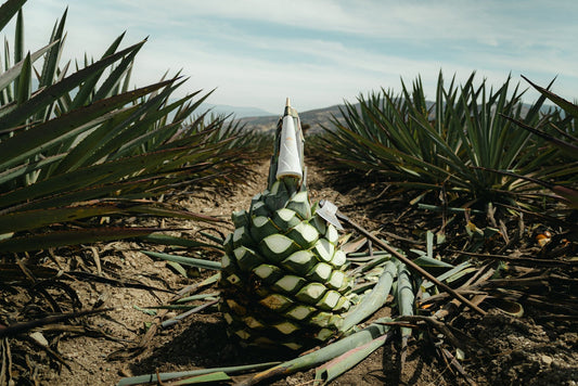 Capon-Quality-Organic-Agave